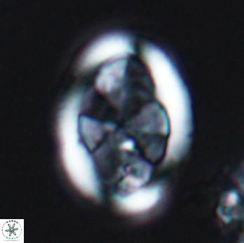 Arkhangelskiella umbracrucis 9796