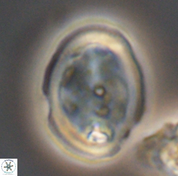 Arkhangelskiella umbracrucis 9802