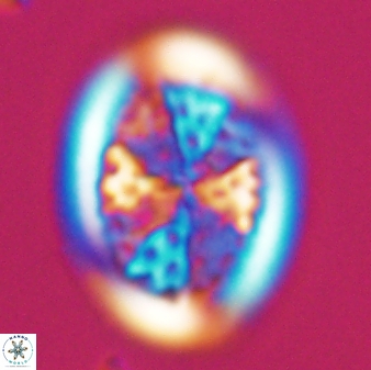 Arkhangeslkiella specillata LM 17761