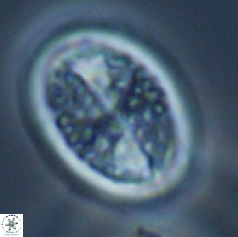 Arkhangeslkiella specillata LM 17767