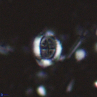 Ataktolithos kystraensis 14708