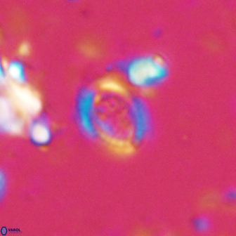 Ataktolithos kystraensis 17240