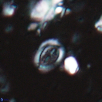 Ataktolithos kystraensis 17241