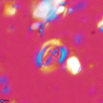 Ataktolithos kystraensis 17242