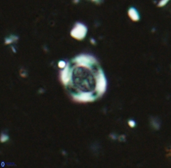 Ataktolithos kystraensis 2285