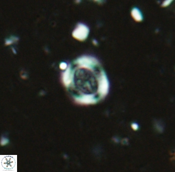 Ataktolithos kystraensis 2285