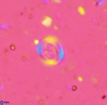 Ataktolithos kystraensis 2286