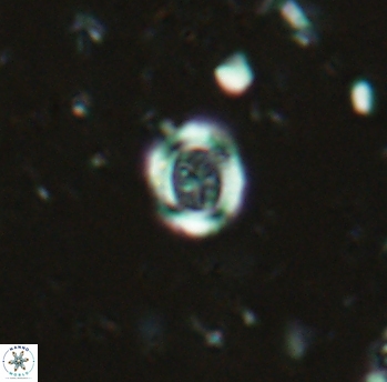 Ataktolithos kystraensis 2288