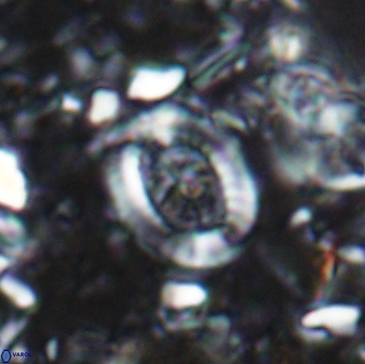 Ataktolithos multicavus 14035