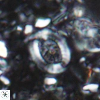 Ataktolithos multicavus 14035
