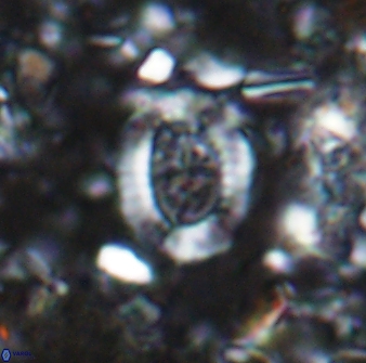 Ataktolithos multicavus 14038