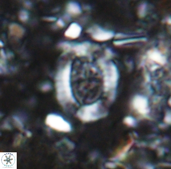 Ataktolithos multicavus 14038