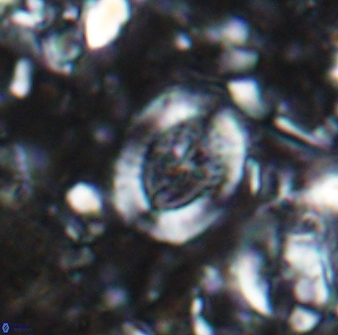 Ataktolithos multicavus 14039