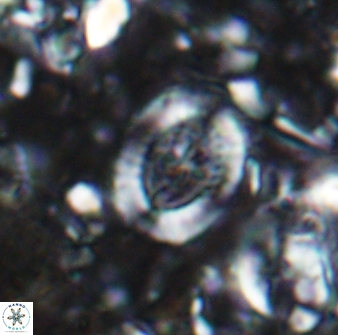 Ataktolithos multicavus 14039