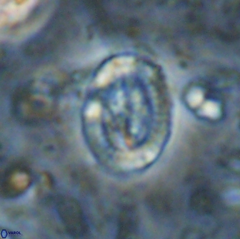 Ataktolithos multicavus 14142