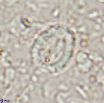 Ataktolithos multicavus 14144