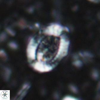 Ataktolithos multicavus 14145
