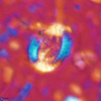 Ataktolithos multicavus 14146