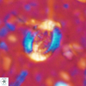 Ataktolithos multicavus 14146