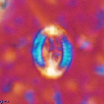 Ataktolithos multicavus 14147