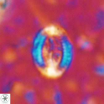 Ataktolithos multicavus 14147
