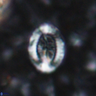 Ataktolithos multicavus 14148