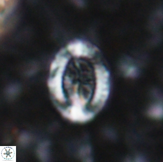 Ataktolithos multicavus 14148