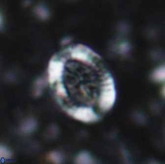 Ataktolithos multicavus 14149