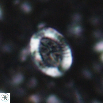 Ataktolithos multicavus 14149