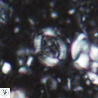Ataktolithos multicavus 14107
