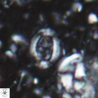 Ataktolithos multicavus 14110