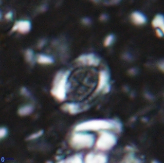 Ataktolithos multicavus 14111