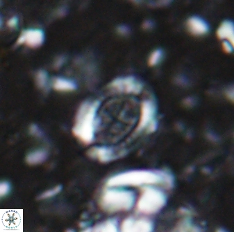 Ataktolithos multicavus 14111