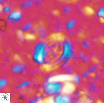Ataktolithos multicavus 14112