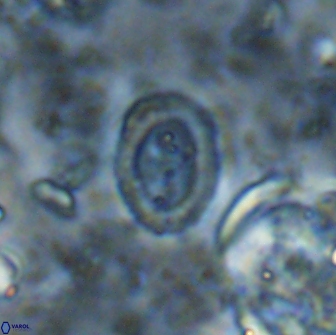 Ataktolithos multicavus 14114