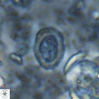 Ataktolithos multicavus 14114