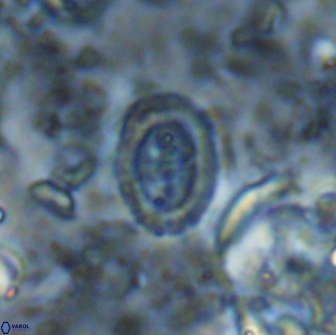 Ataktolithos multicavus 14115