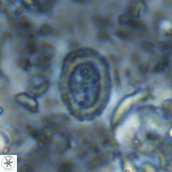 Ataktolithos multicavus 14115