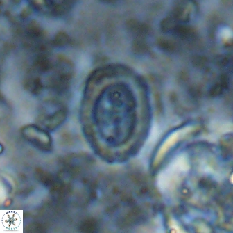Ataktolithos multicavus 14116