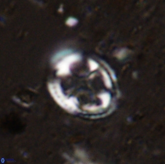 Axopodorhabdus albianus 42367