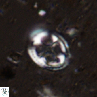 Axopodorhabdus albianus 42367