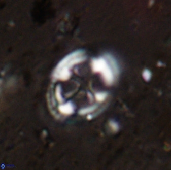 Axopodorhabdus albianus 42369