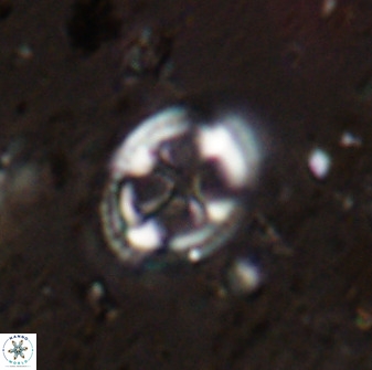 Axopodorhabdus albianus 42369