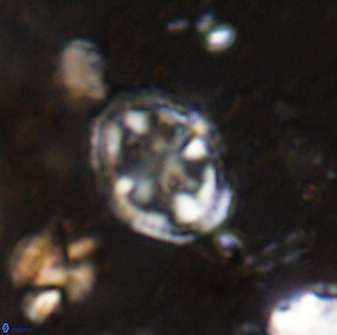 Axopodorhabdus albianus 42371