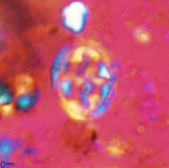 Axopodorhabdus albianus 42376