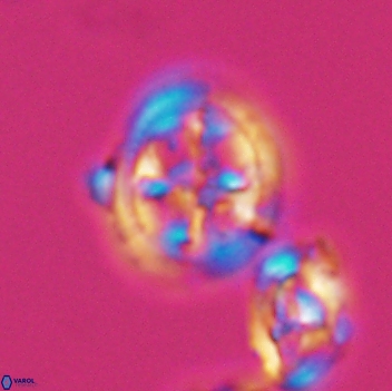 Axopodorhabdus albianus 8124