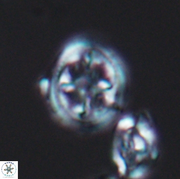 Axopodorhabdus albianus 8125