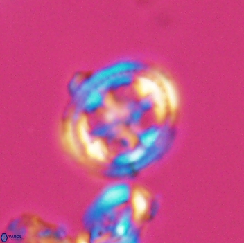 Axopodorhabdus albianus 8126