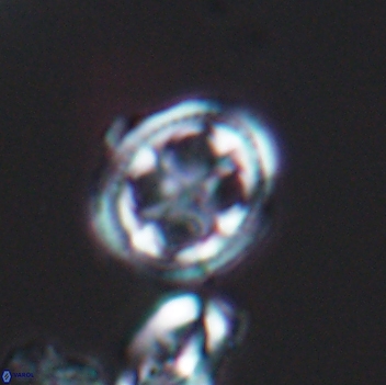 Axopodorhabdus albianus 8127