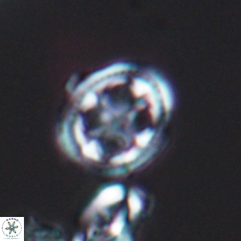 Axopodorhabdus albianus 8127